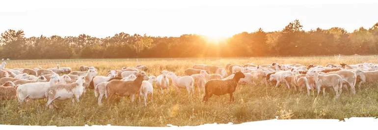 Farm animals grazing in the sun